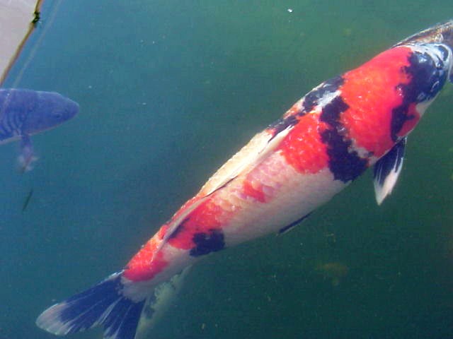 Koi-Karpfen